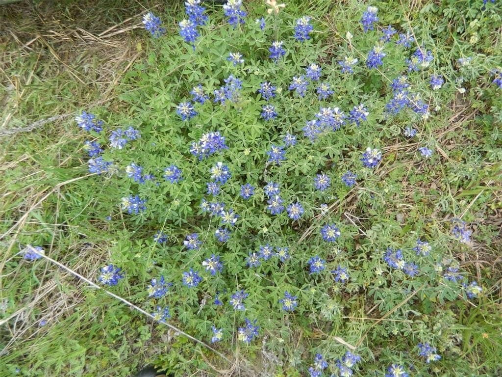 30 acres in Navarro County featured view