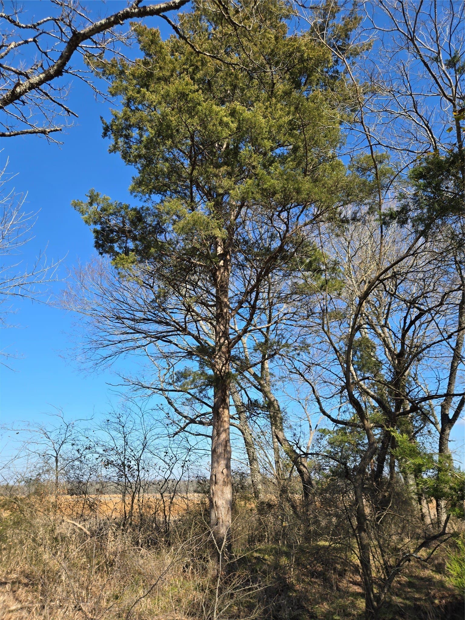 10.16 acres in Hopkins County - photo 9