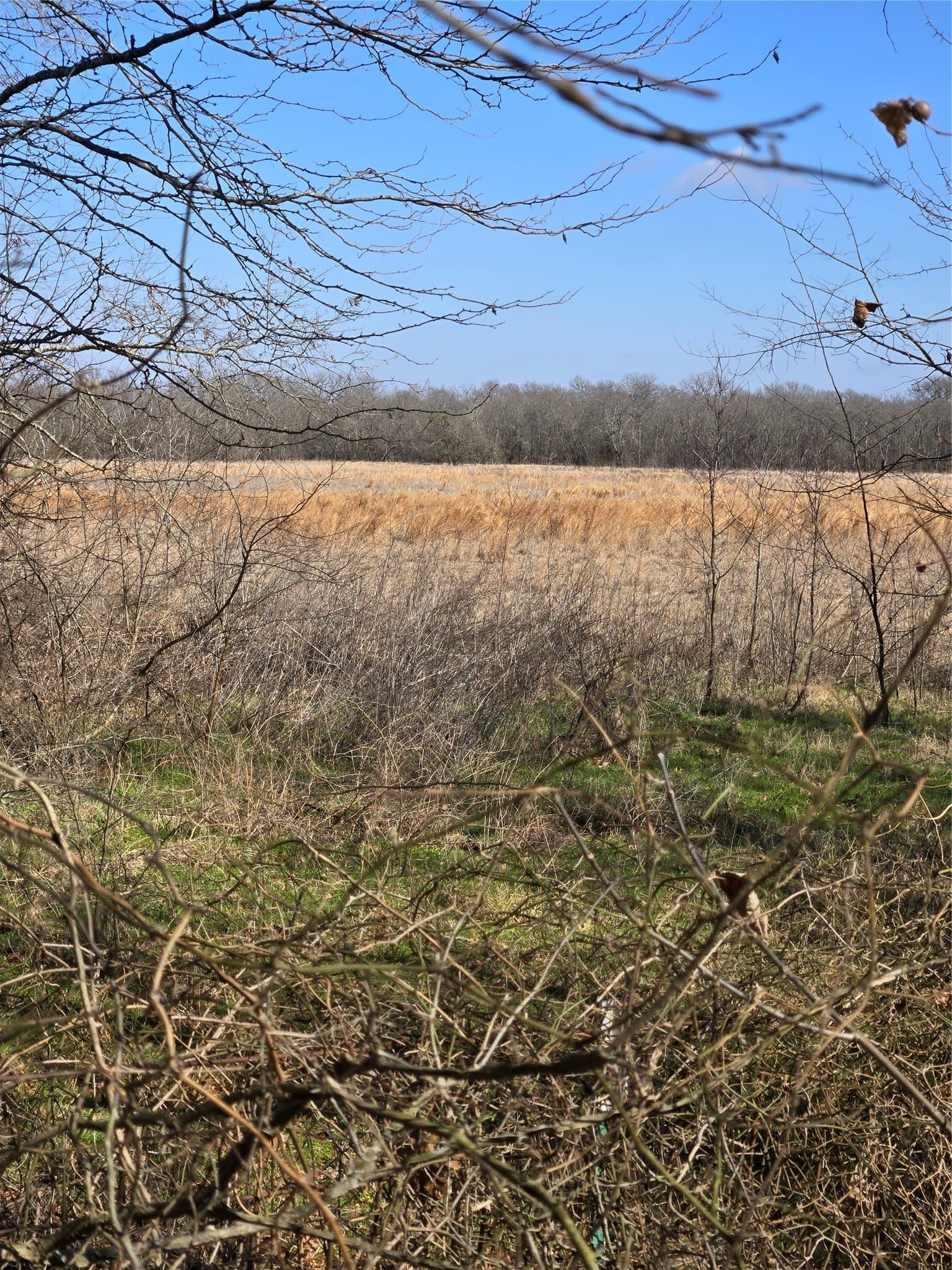 10.16 acres in Hopkins County - photo 12