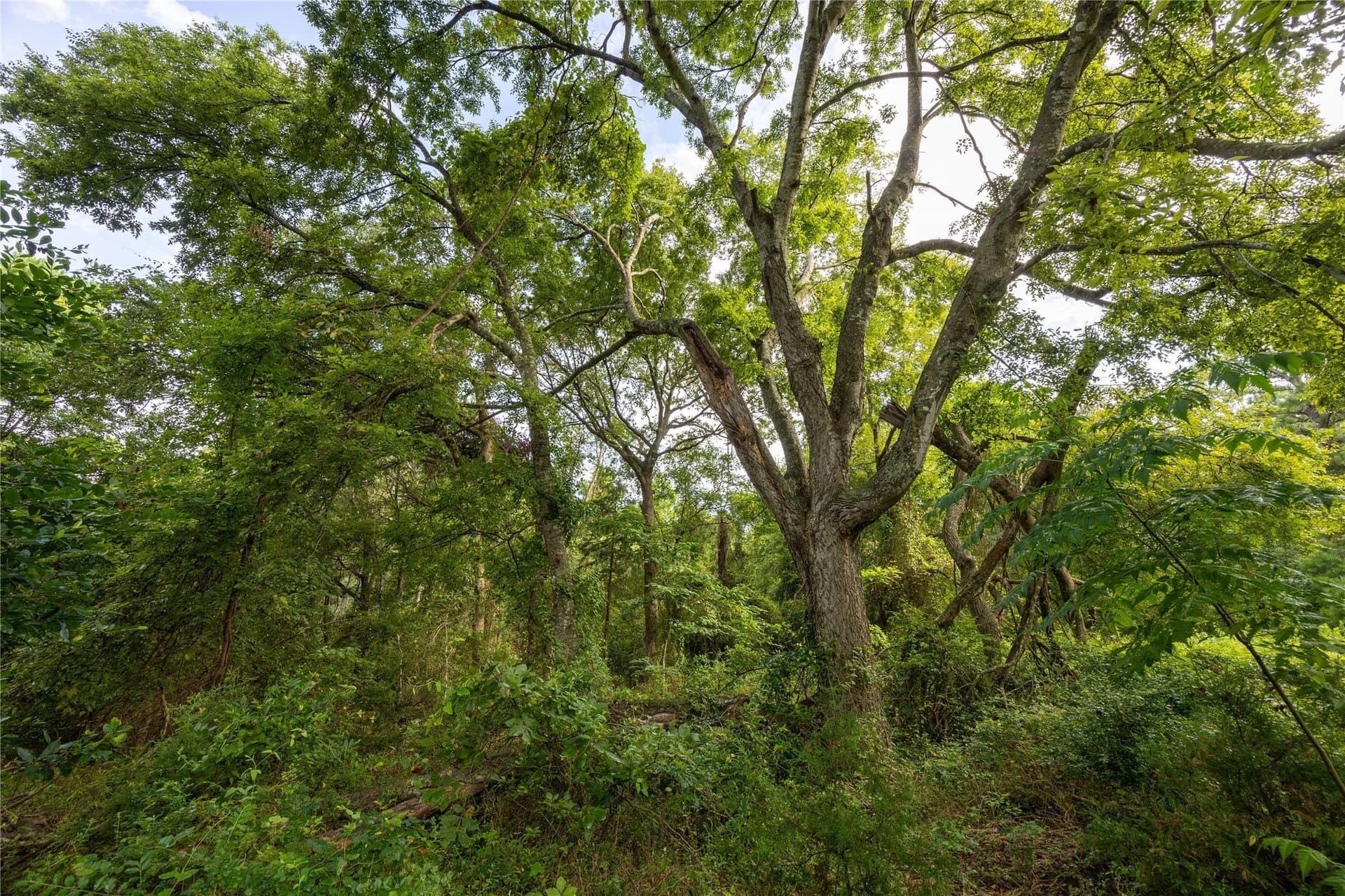 52.5 acres in Henderson County - photo 16
