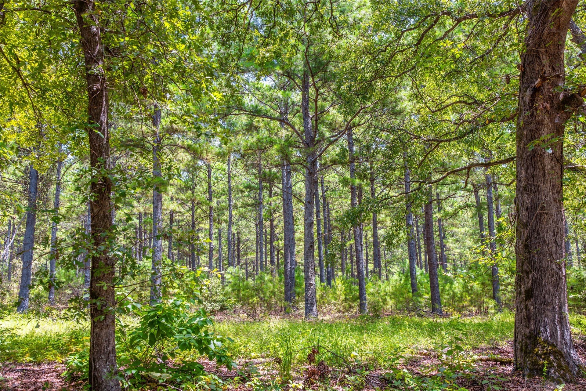 52.5 acres in Henderson County - photo 12