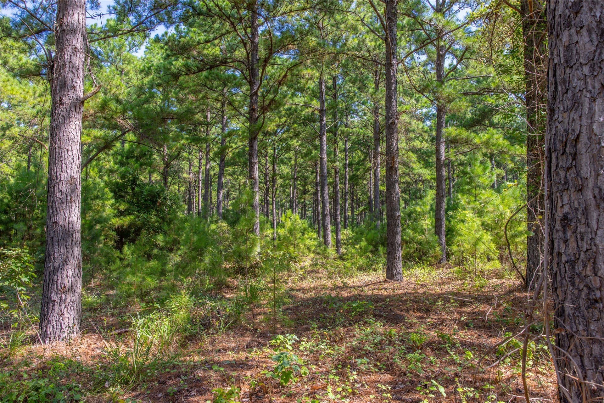 52.5 acres in Henderson County - photo 14