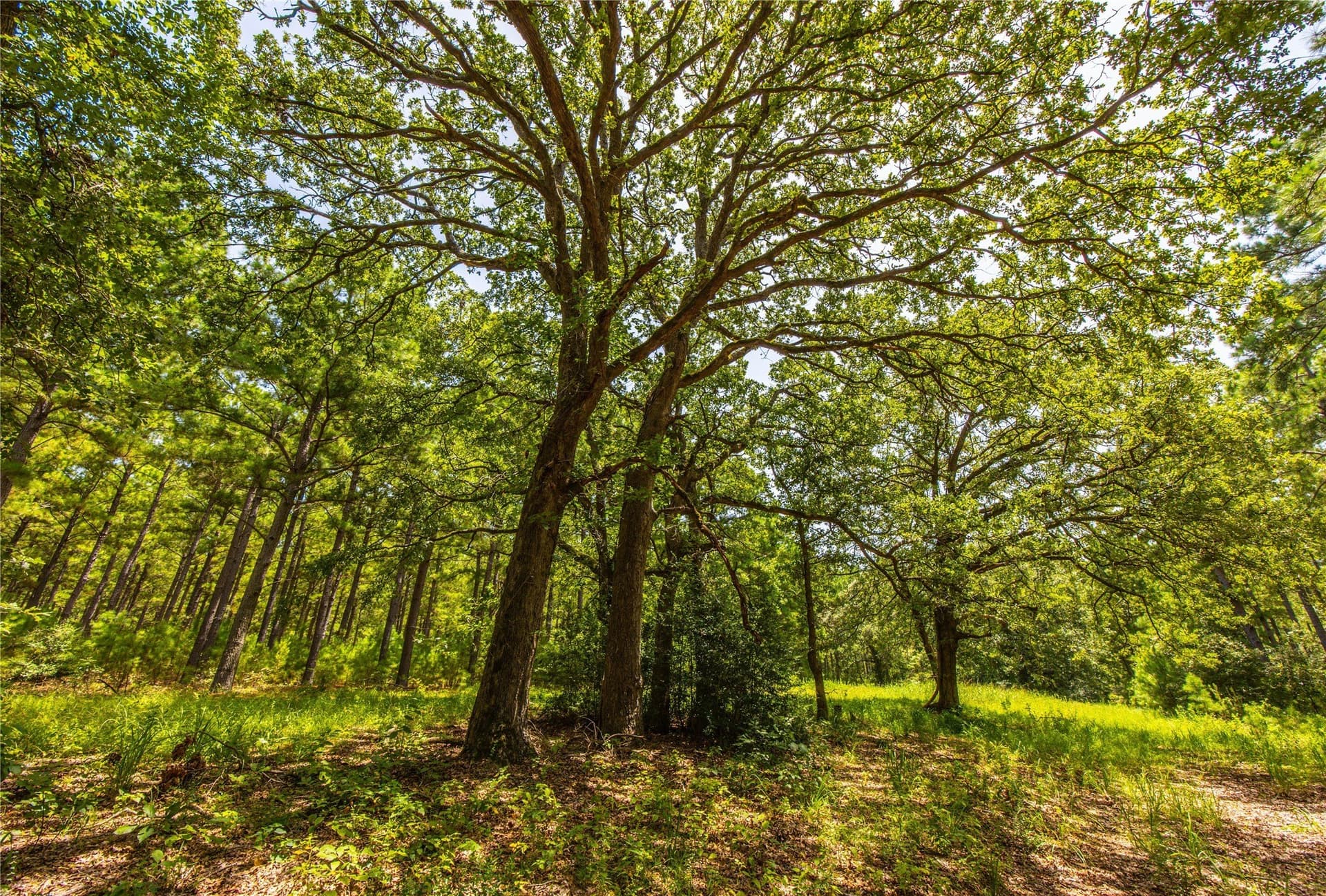 52.5 acres in Henderson County gallery image 3