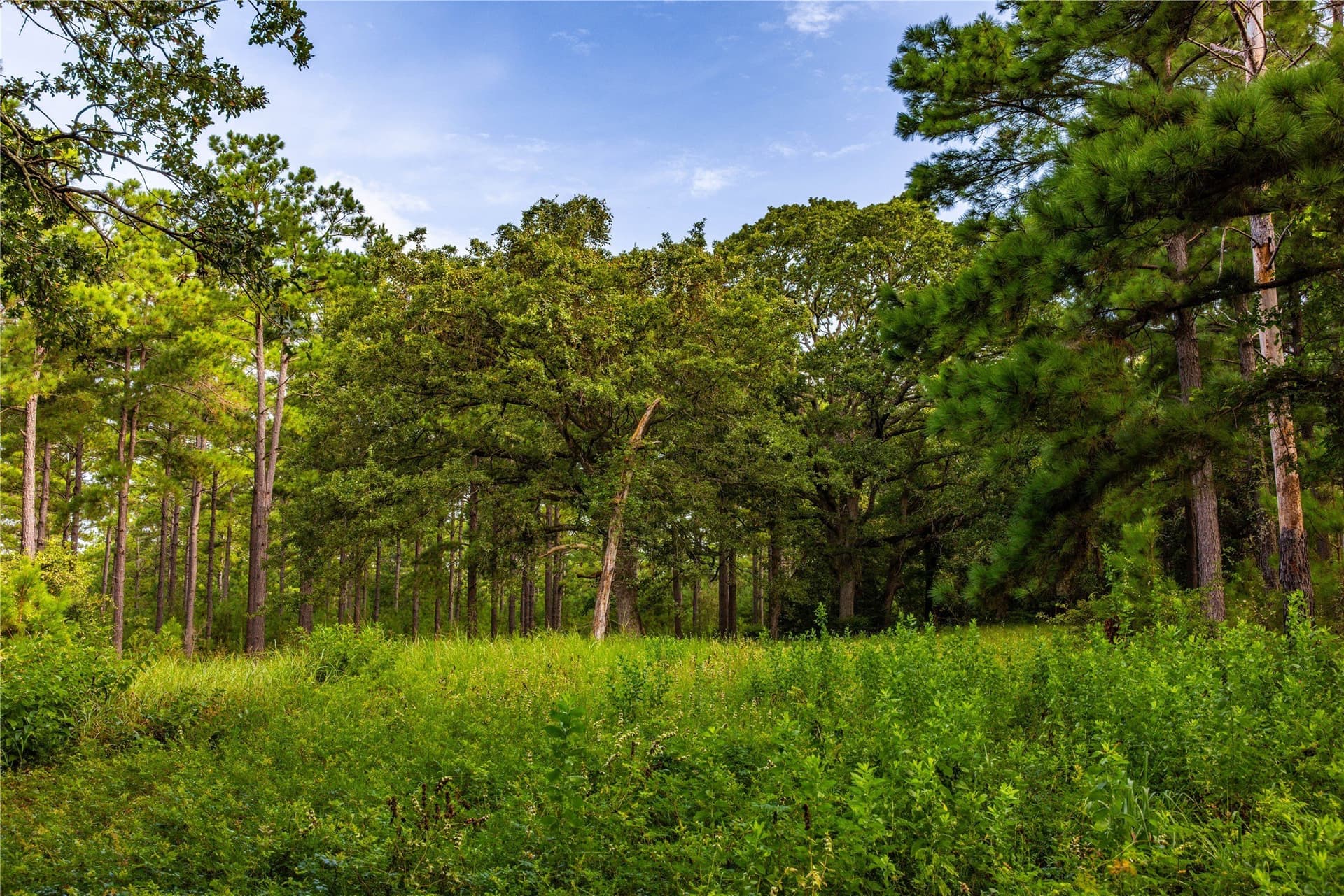 52.5 acres in Henderson County - photo 20