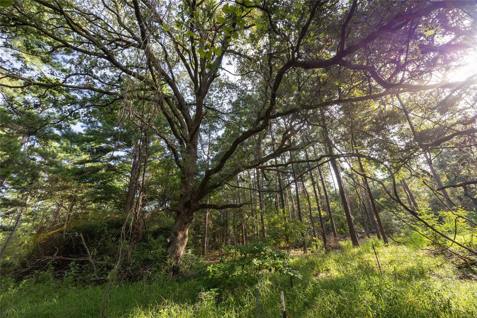 52.5 acres in Henderson County - photo 8