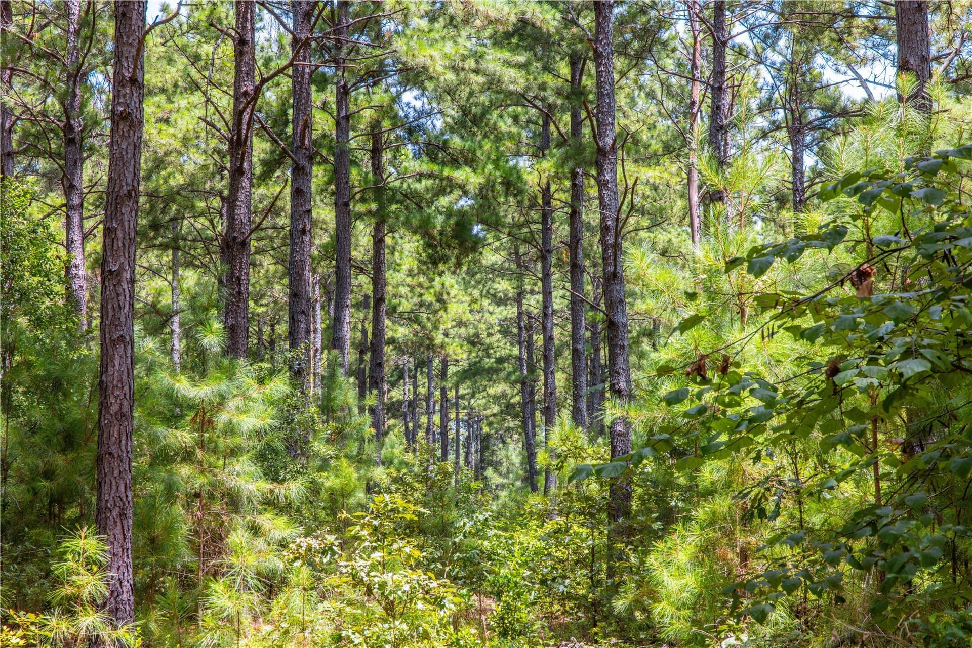 52.5 acres in Henderson County - photo 10