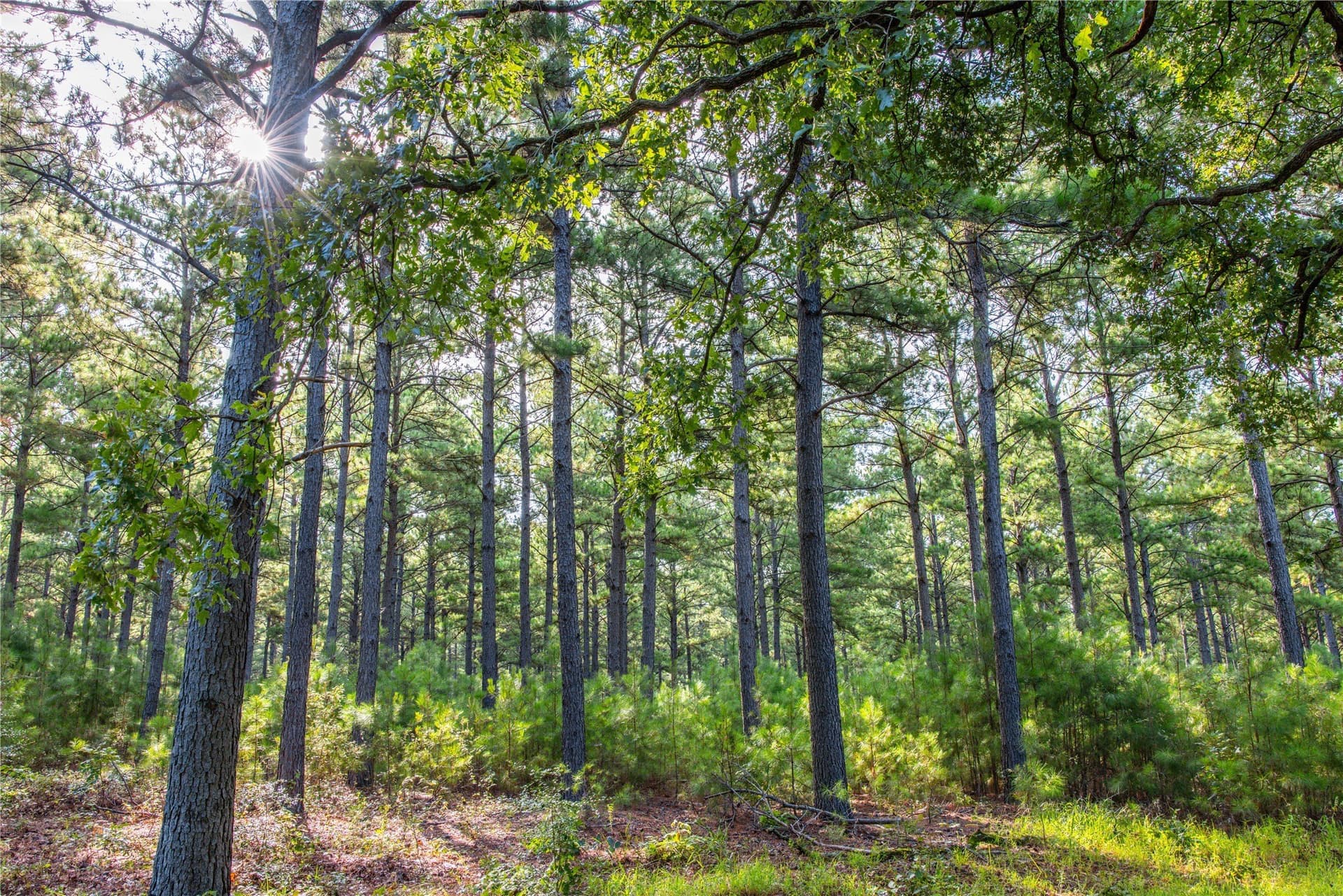 52.5 acres in Henderson County - photo 22