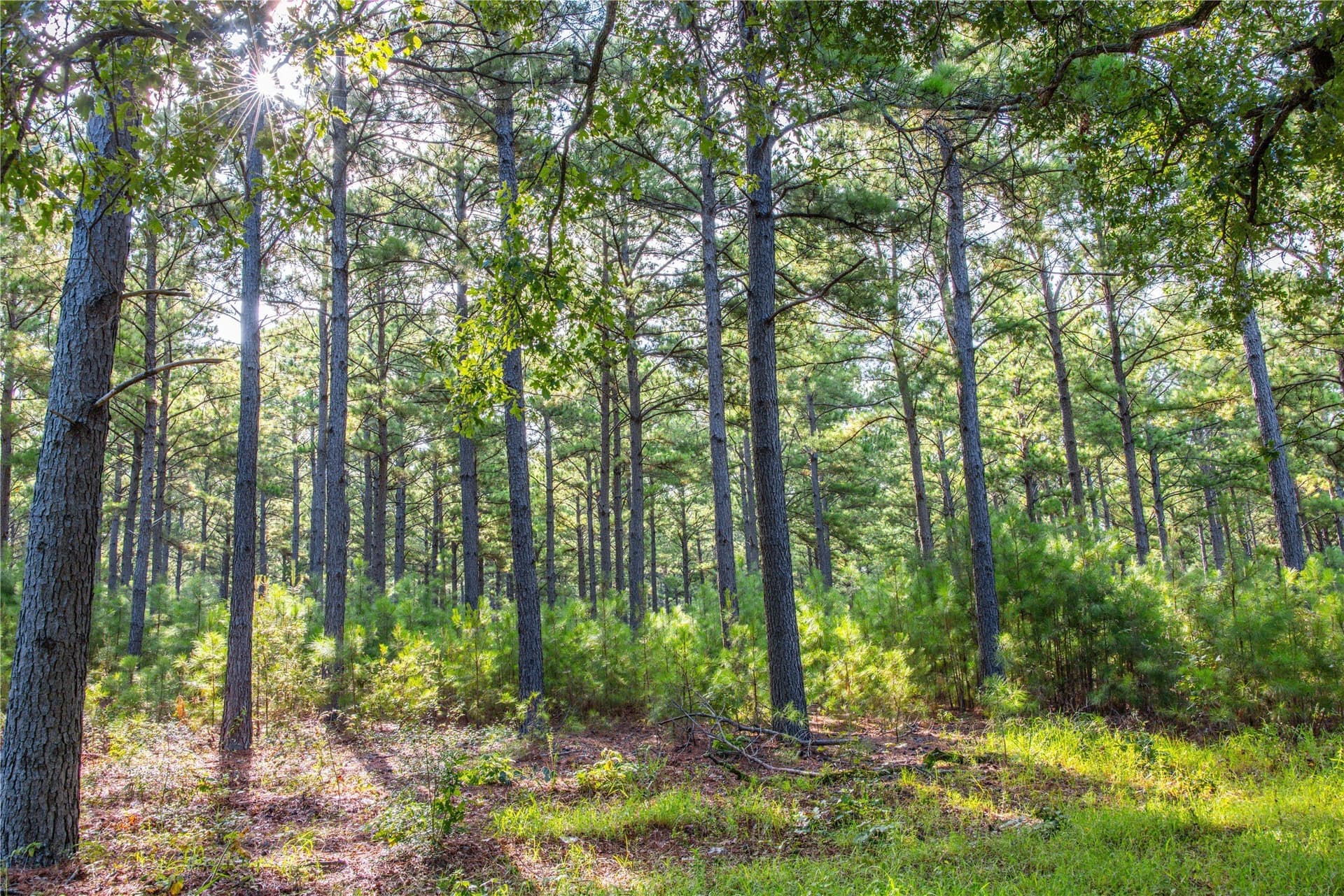 52.5 acres in Henderson County - photo 19
