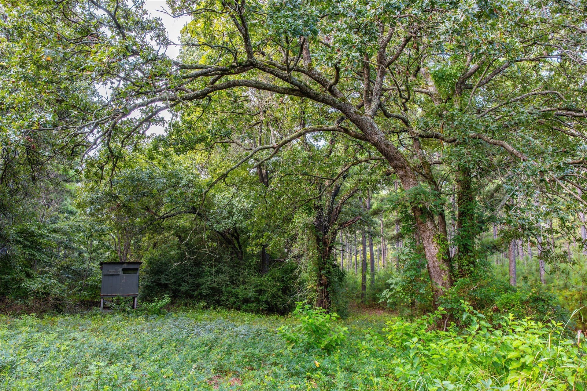 52.5 acres in Henderson County - photo 21