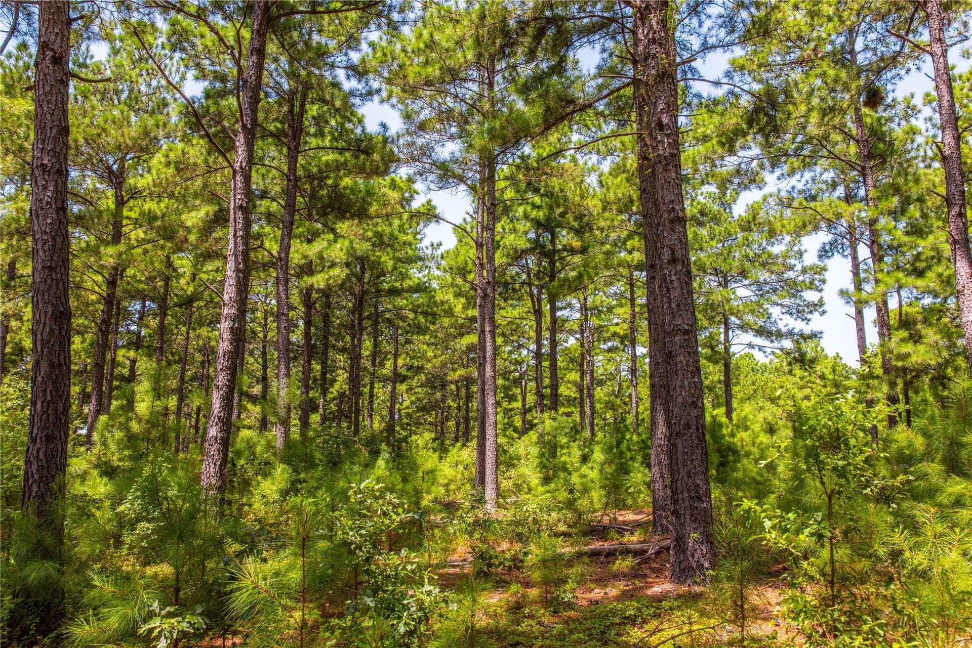 52.5 acres in Henderson County - photo 18