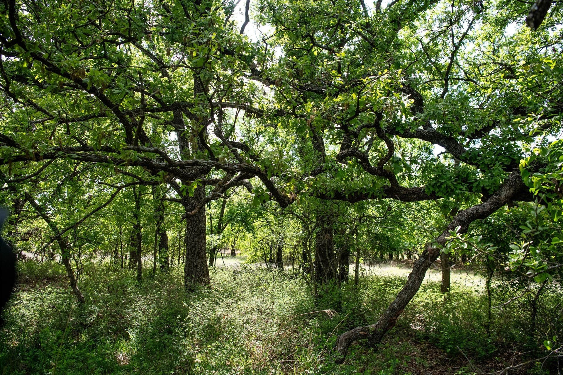 5.01 acres in Montague County - photo 8