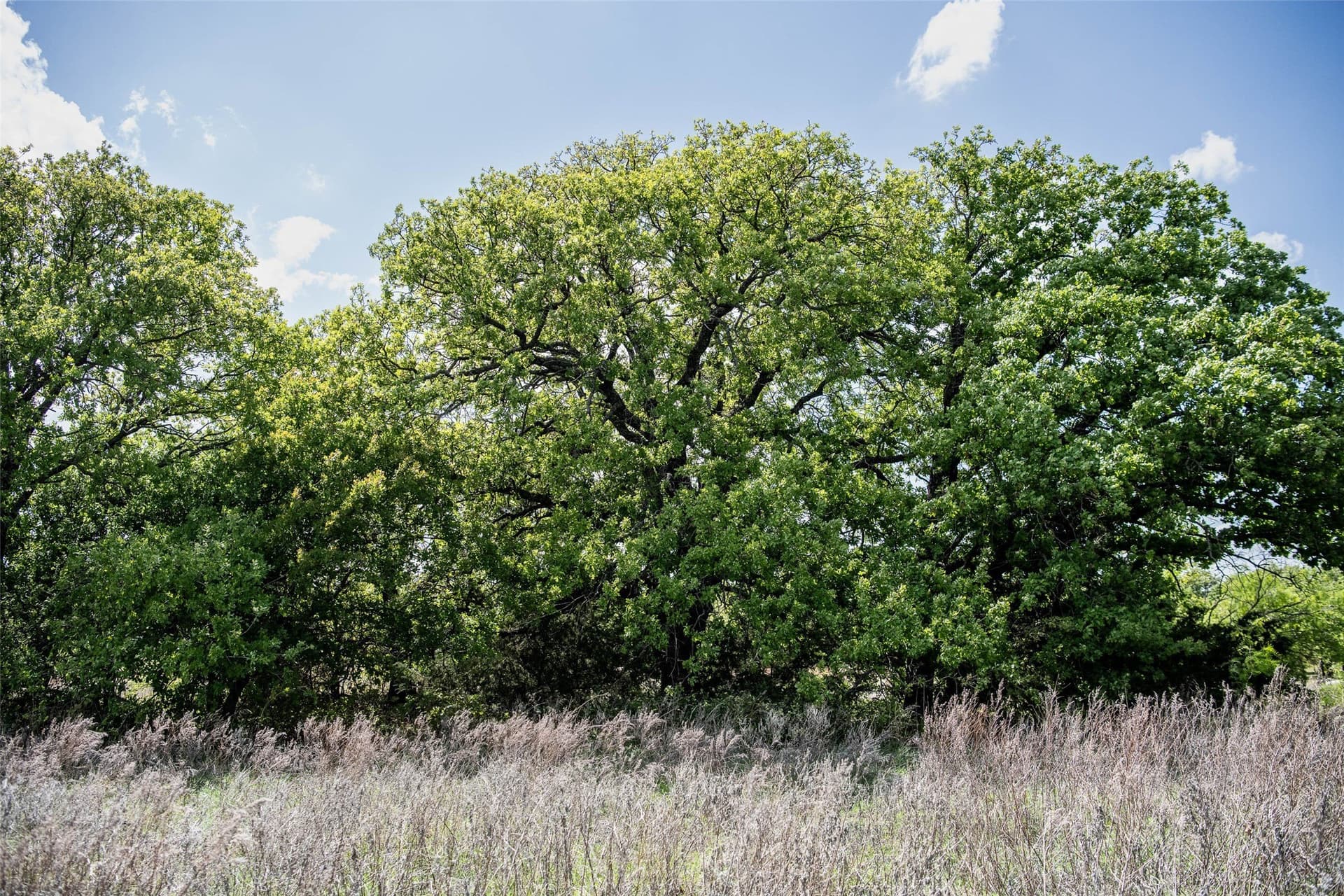 5.01 acres in Montague County - photo 13