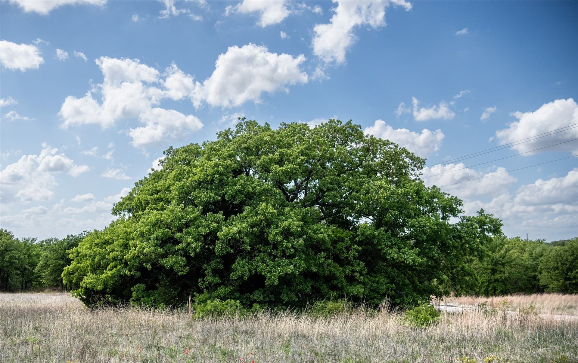 5.01 acres in Montague County - photo 25