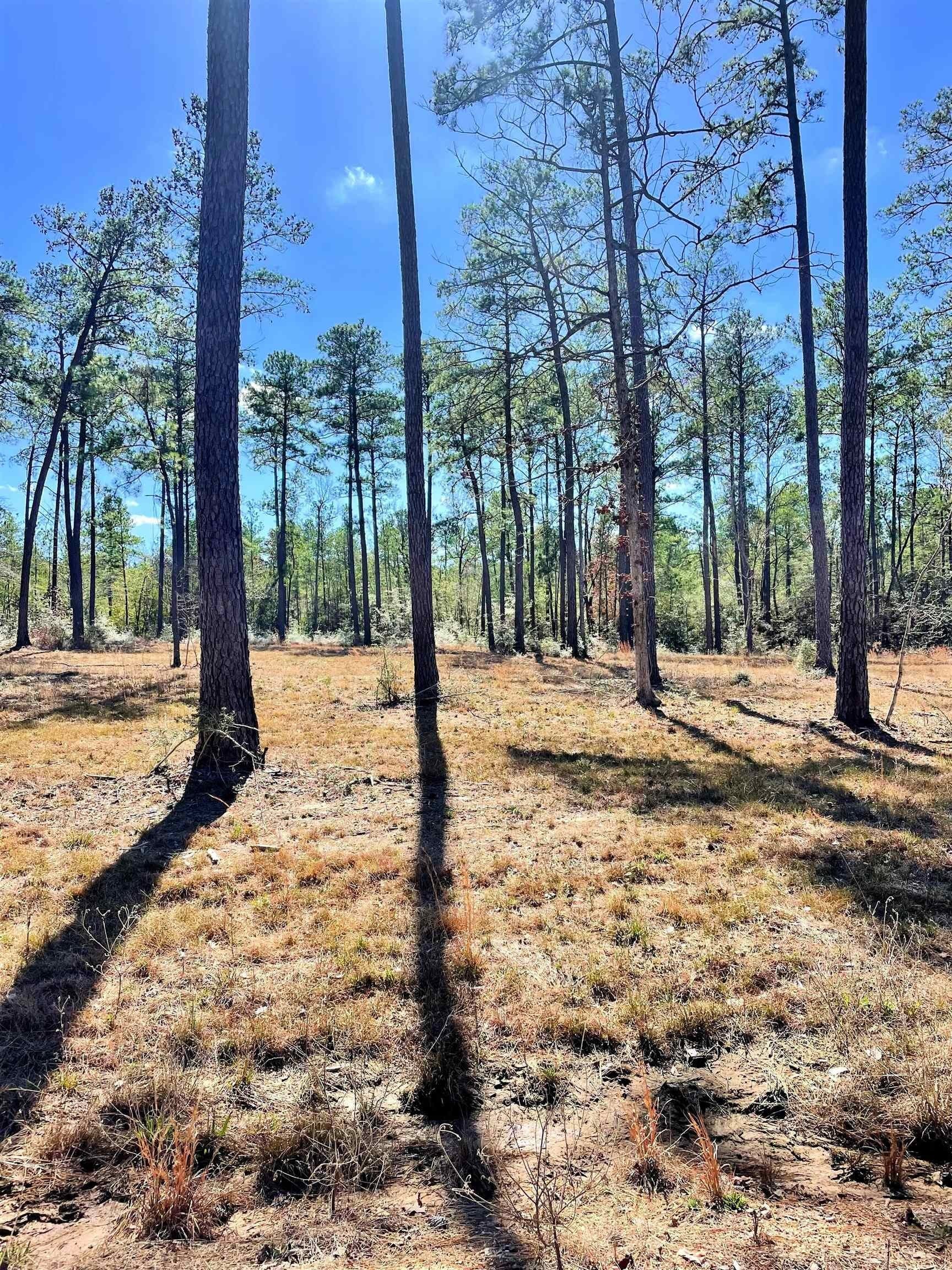 1 acres in Texas County gallery image 2