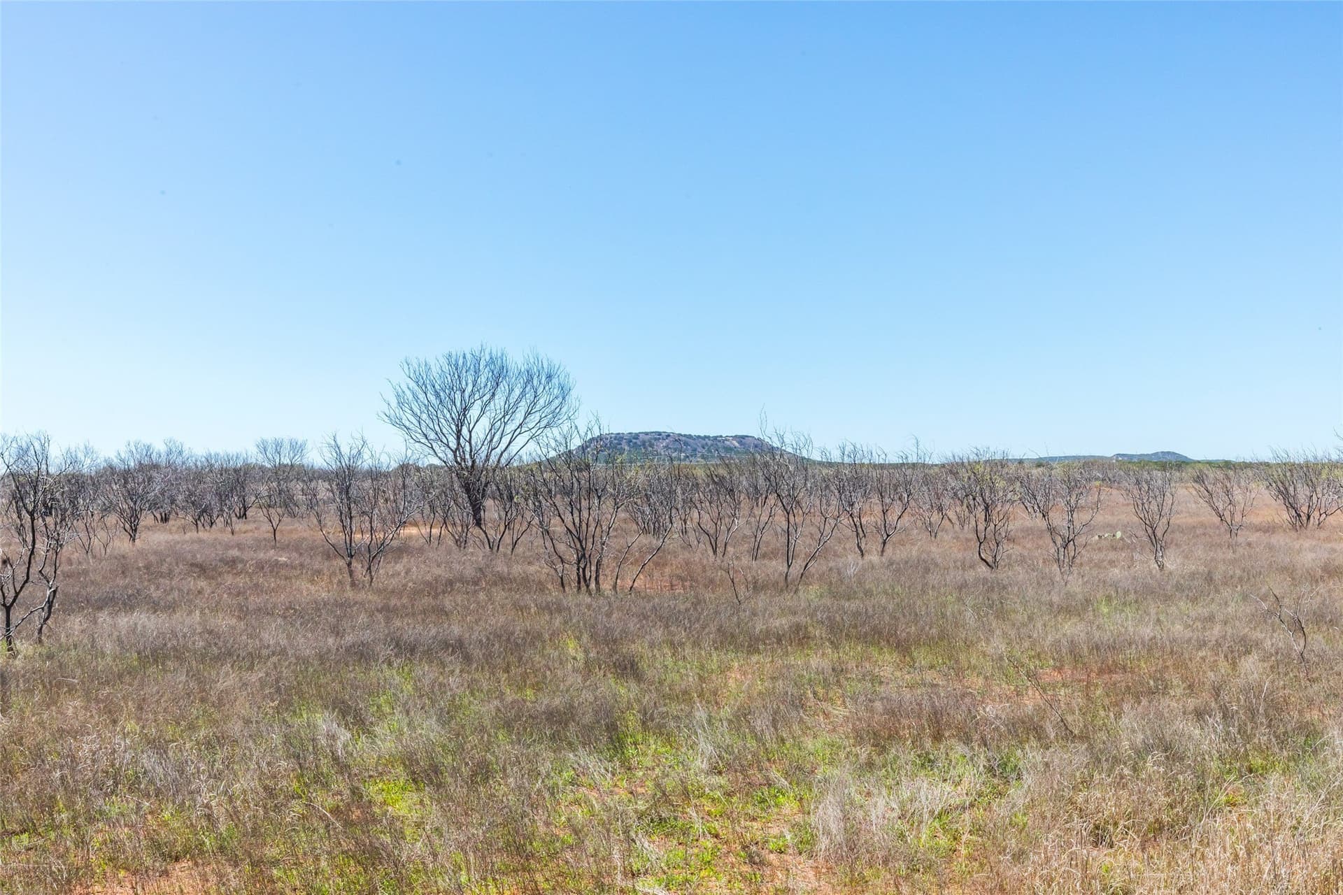 84.5 acres in Taylor County gallery image 3