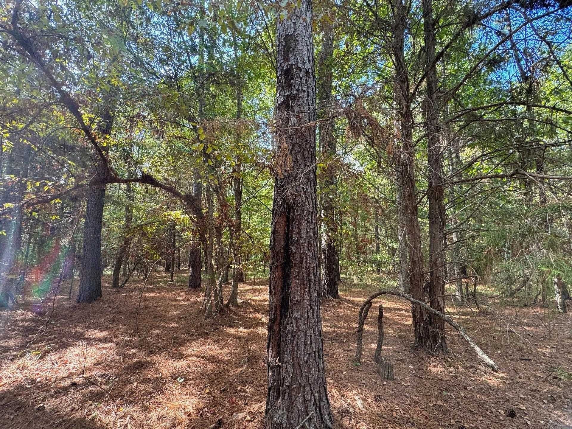 38.87 acres in Marion County - photo 18