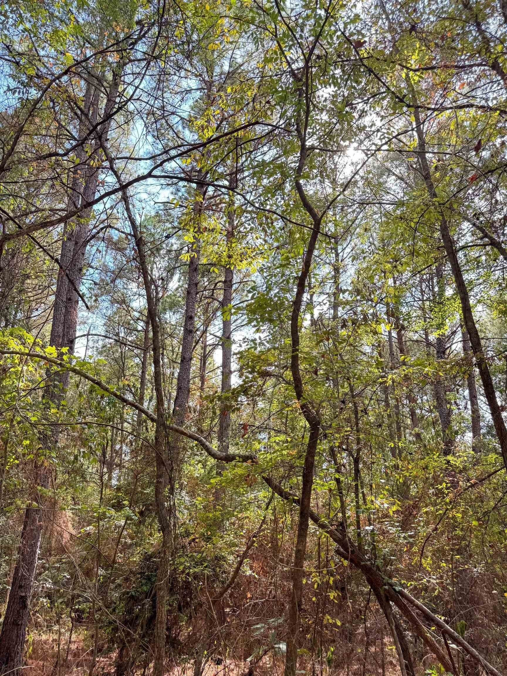 38.87 acres in Marion County - photo 8