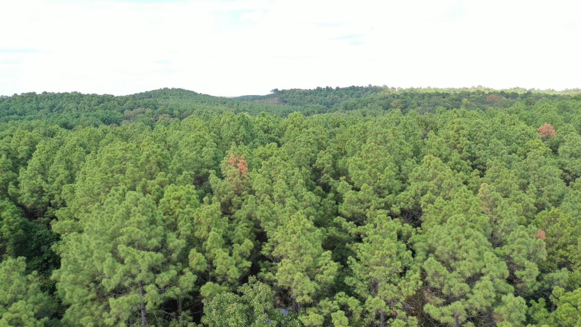 38.87 acres in Marion County - photo 2