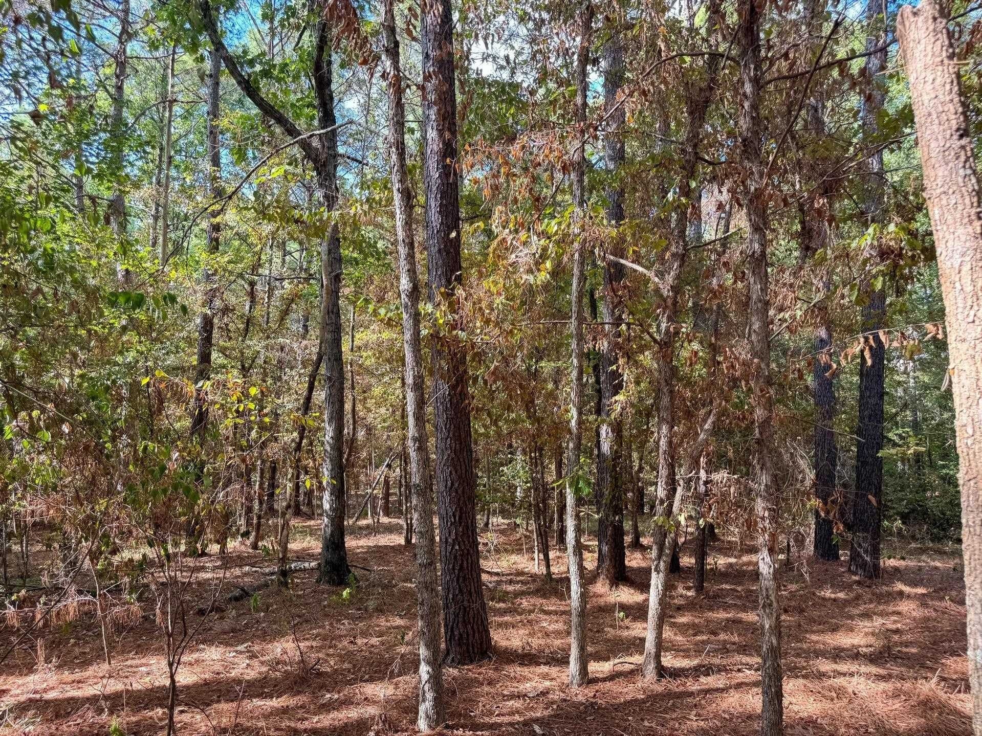 38.87 acres in Marion County - photo 24