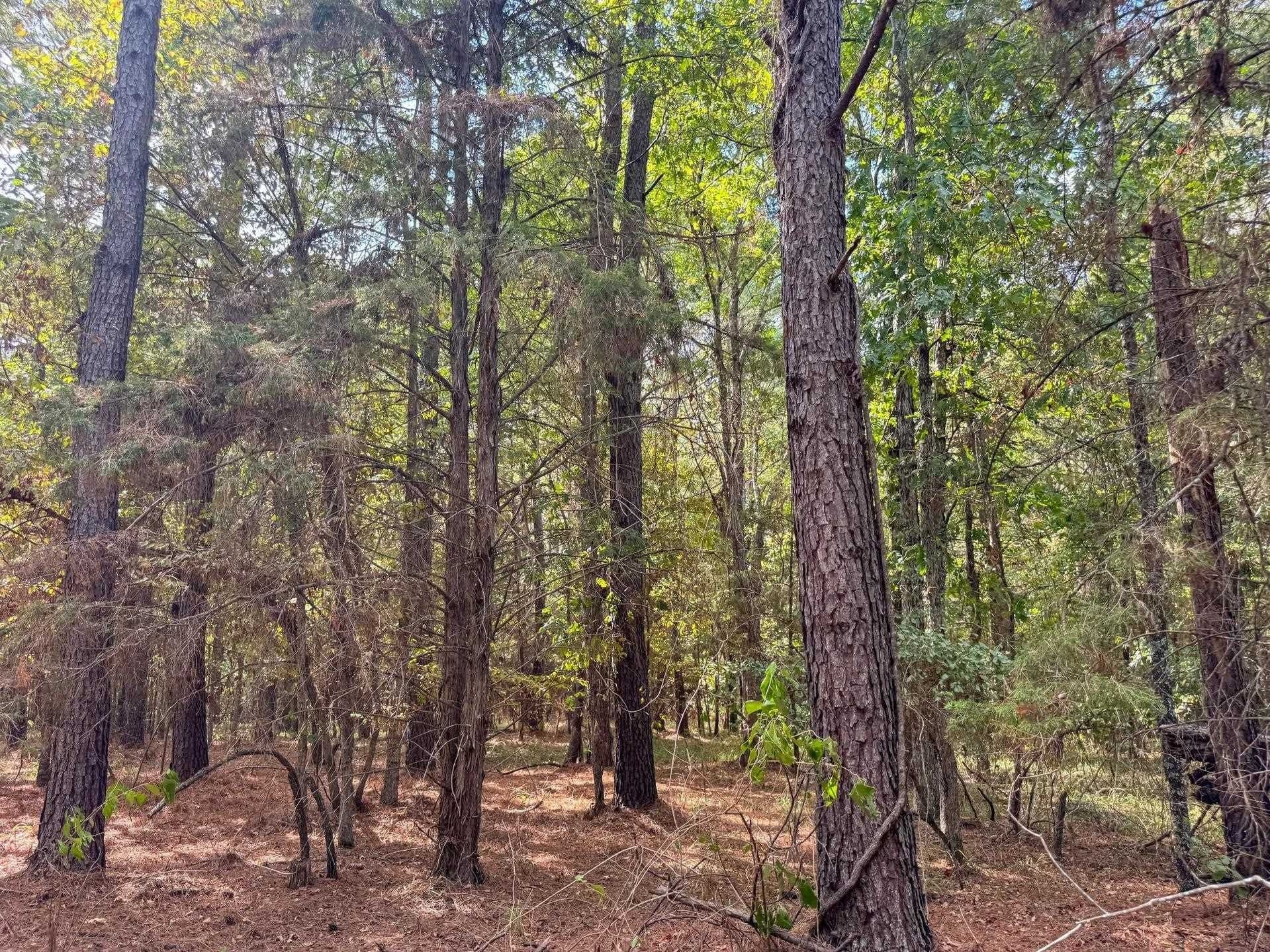 38.87 acres in Marion County - photo 15