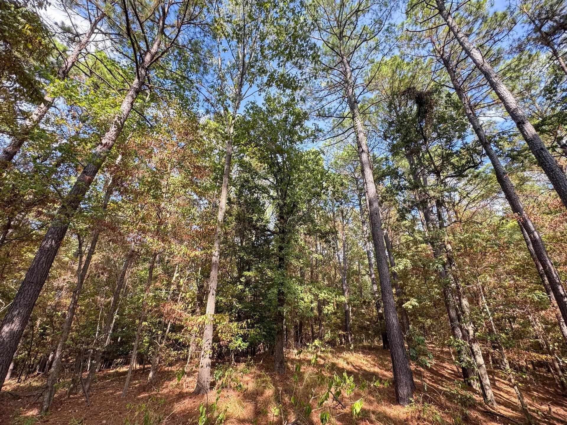 38.87 acres in Marion County - photo 21