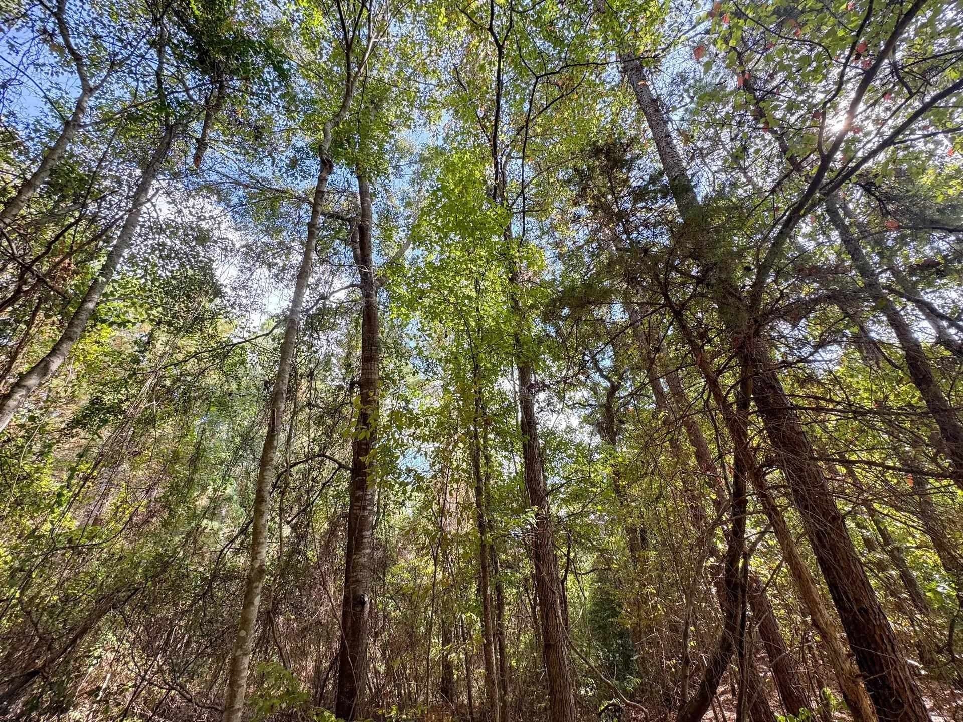 38.87 acres in Marion County - photo 9