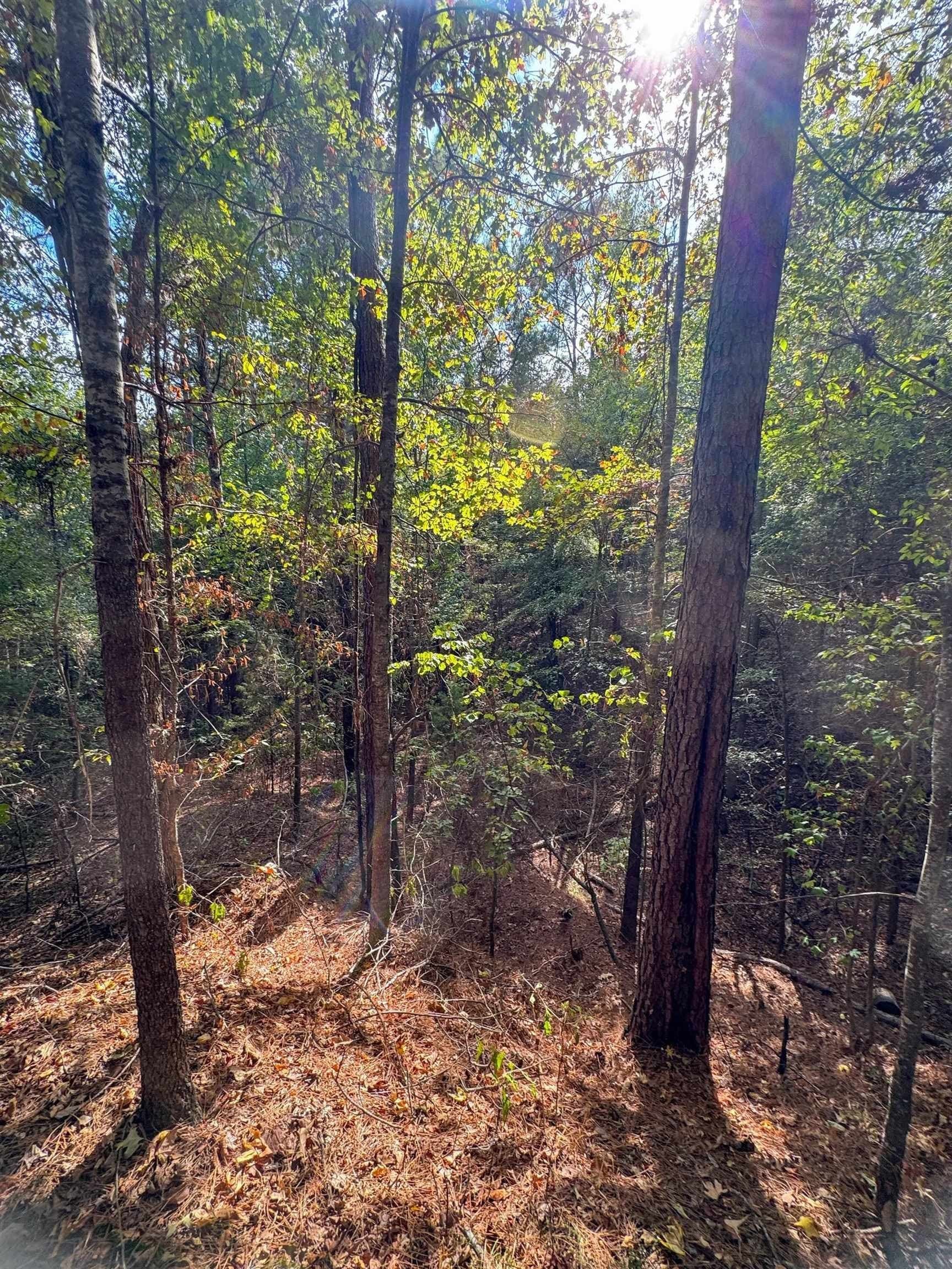 38.87 acres in Marion County - photo 13