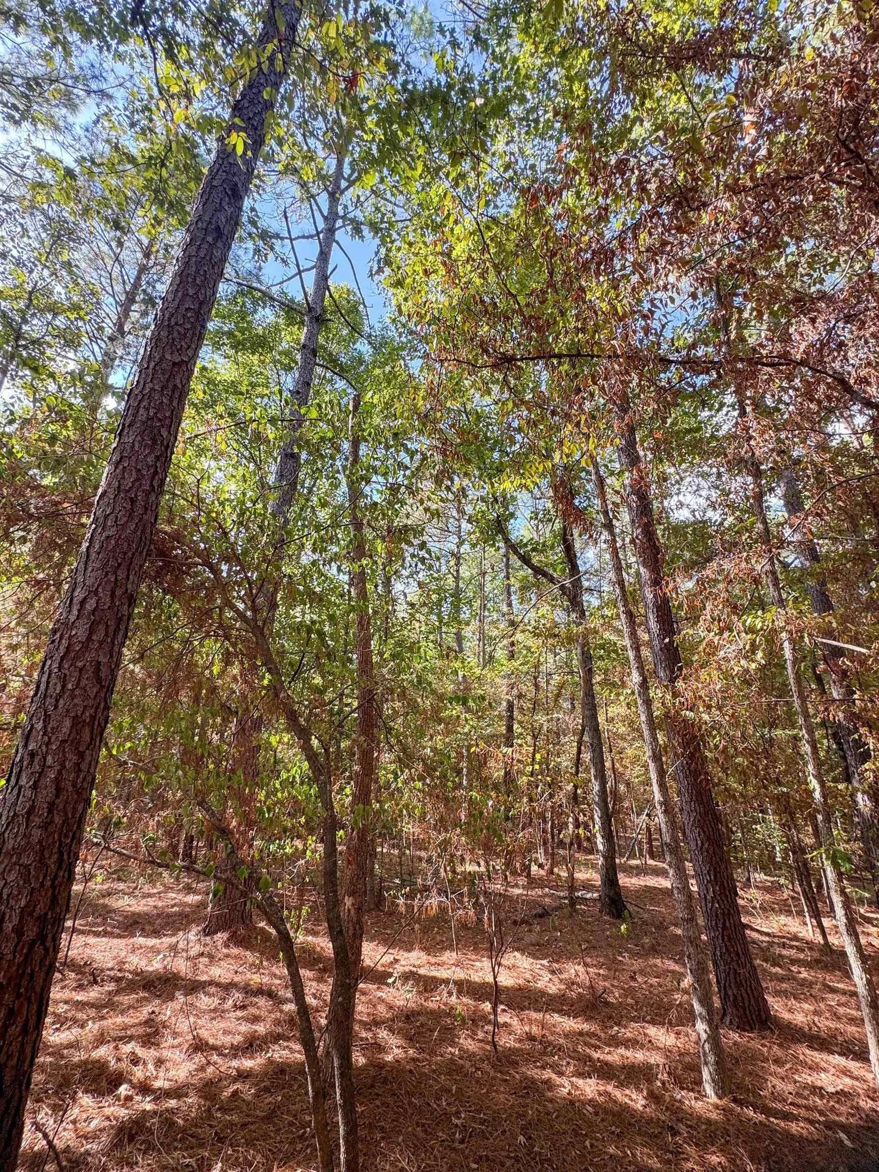 38.87 acres in Marion County - photo 25