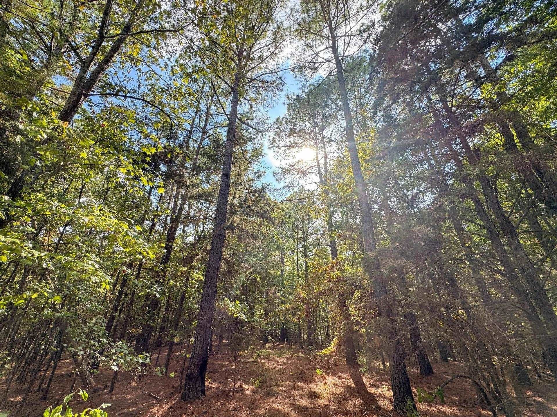 38.87 acres in Marion County - photo 16