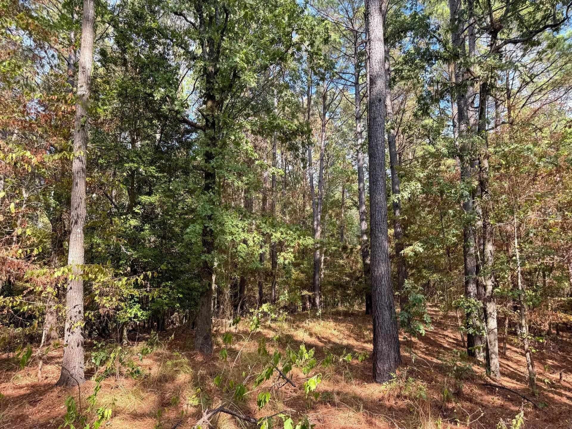 38.87 acres in Marion County - photo 20