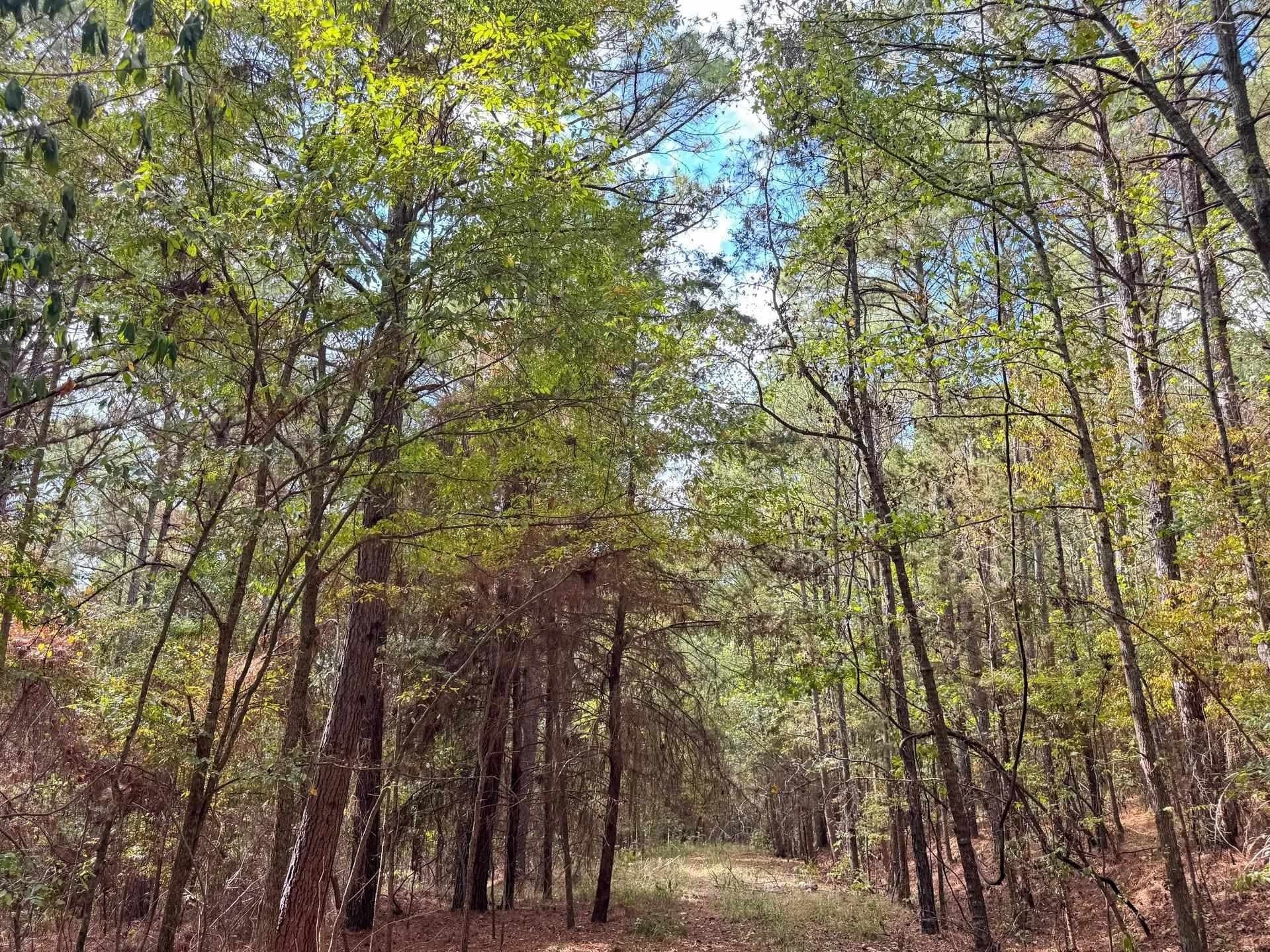 38.87 acres in Marion County - photo 7
