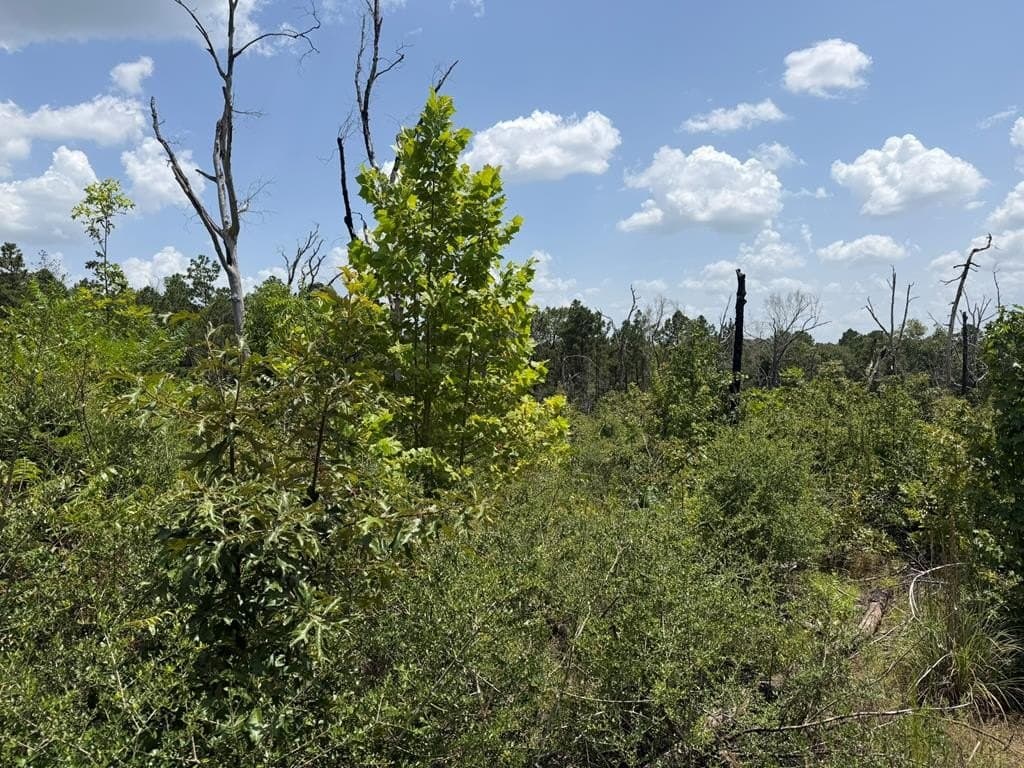 5.07 acres in Texas County - photo 4