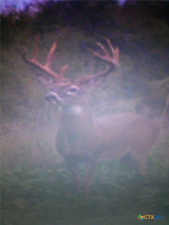 347.01 acres in Bell County - photo 10
