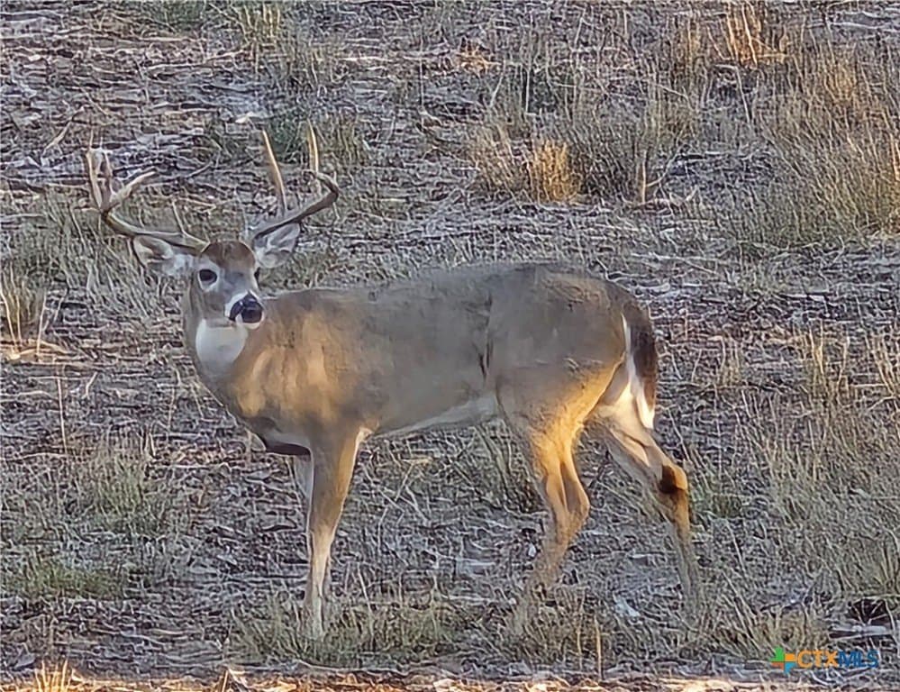 347.01 acres in Bell County - photo 6