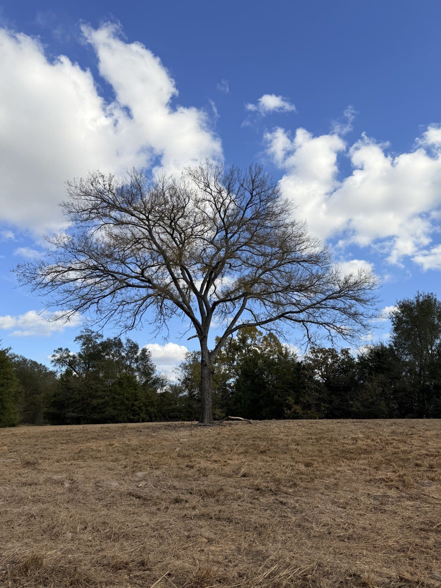 6.91 acres in Rains County - photo 3