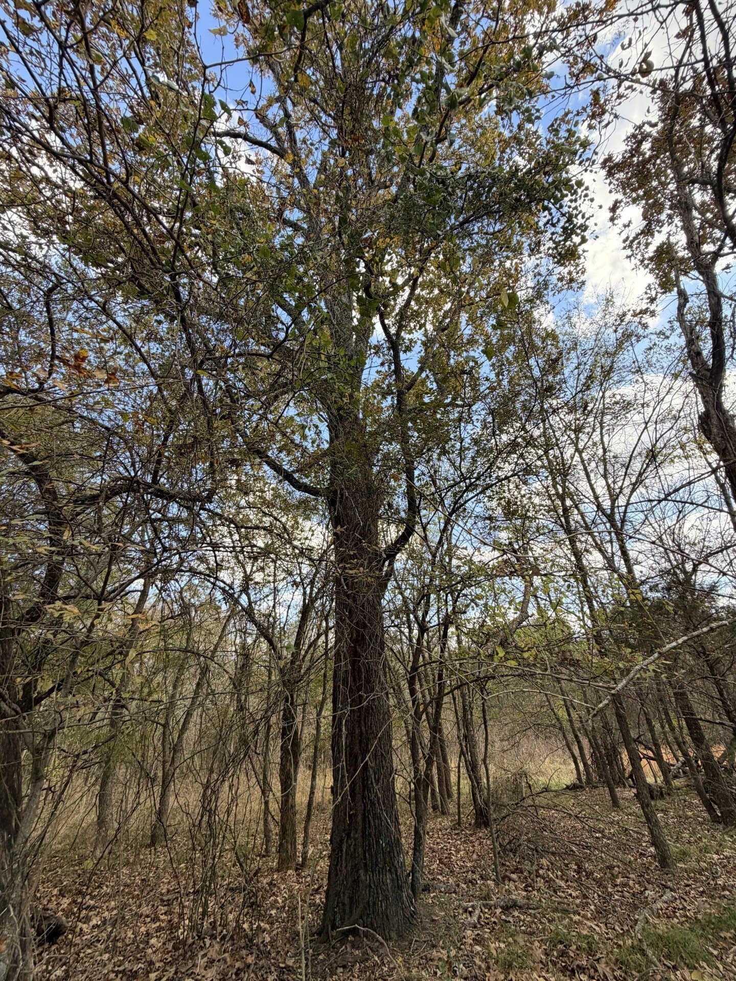6.91 acres in Rains County - photo 9