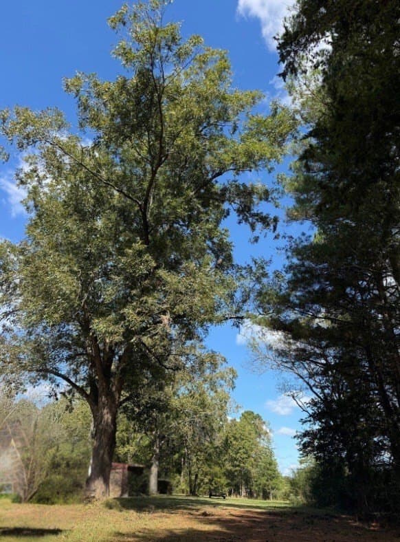 72.08 acres in Texas County featured view