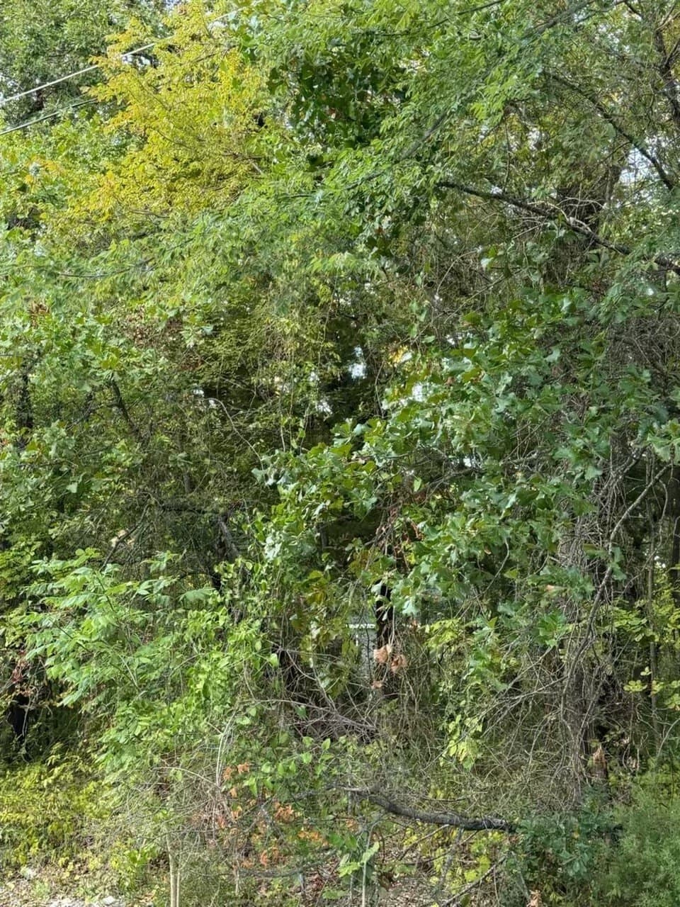 0.11 acres in Henderson County - photo 4