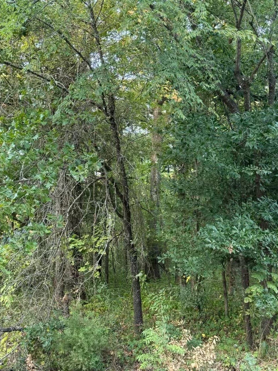 0.11 acres in Henderson County - photo 3