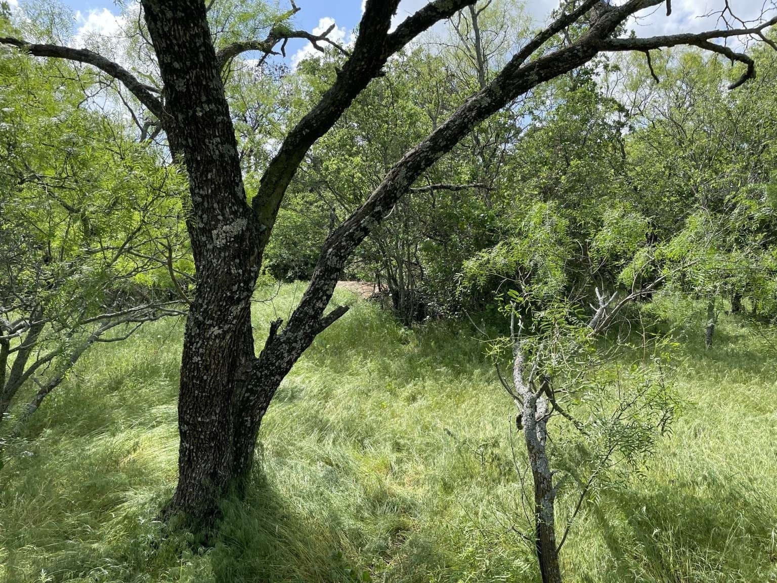 209.13 acres in Wise County - photo 7