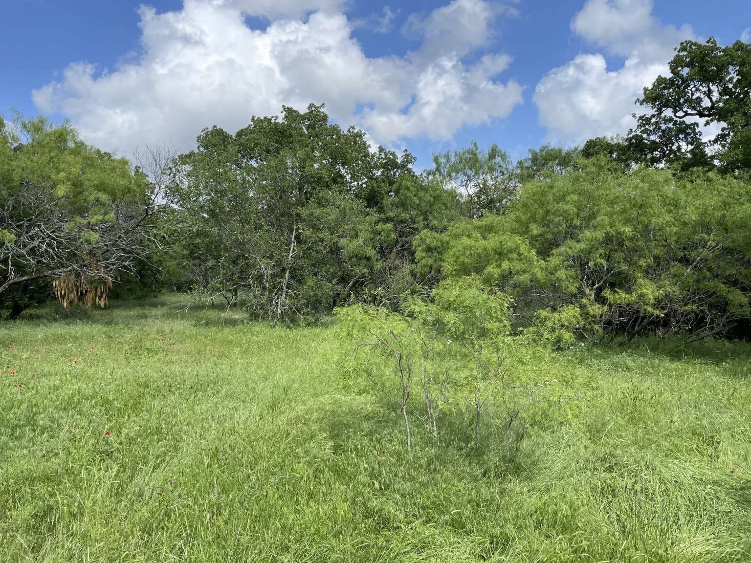 209.13 acres in Wise County - photo 5