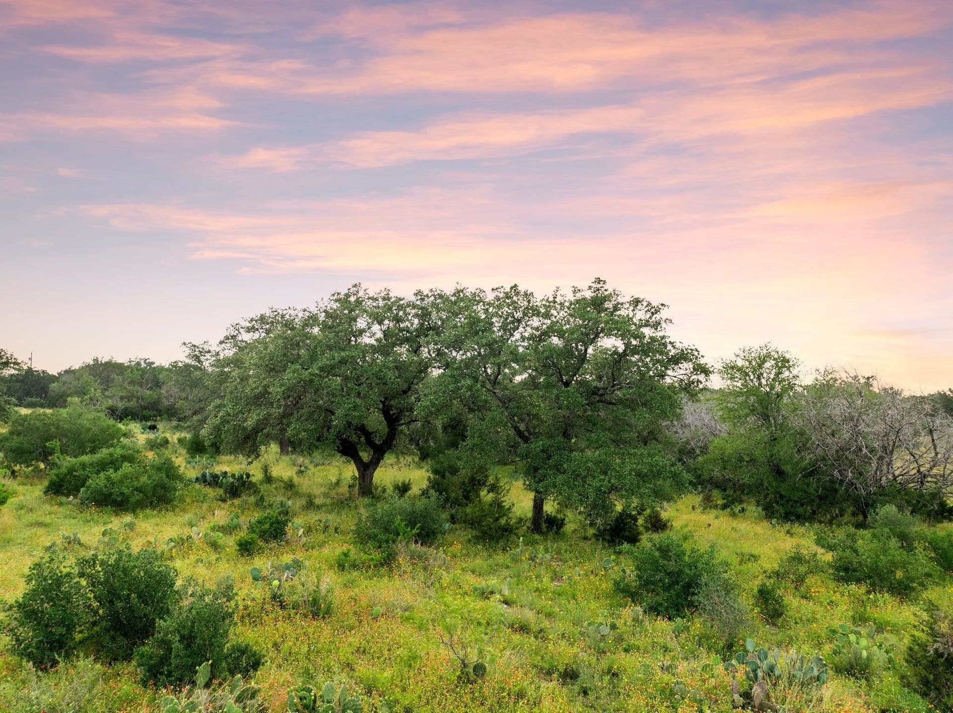 50 acres in Burnet County gallery image 4