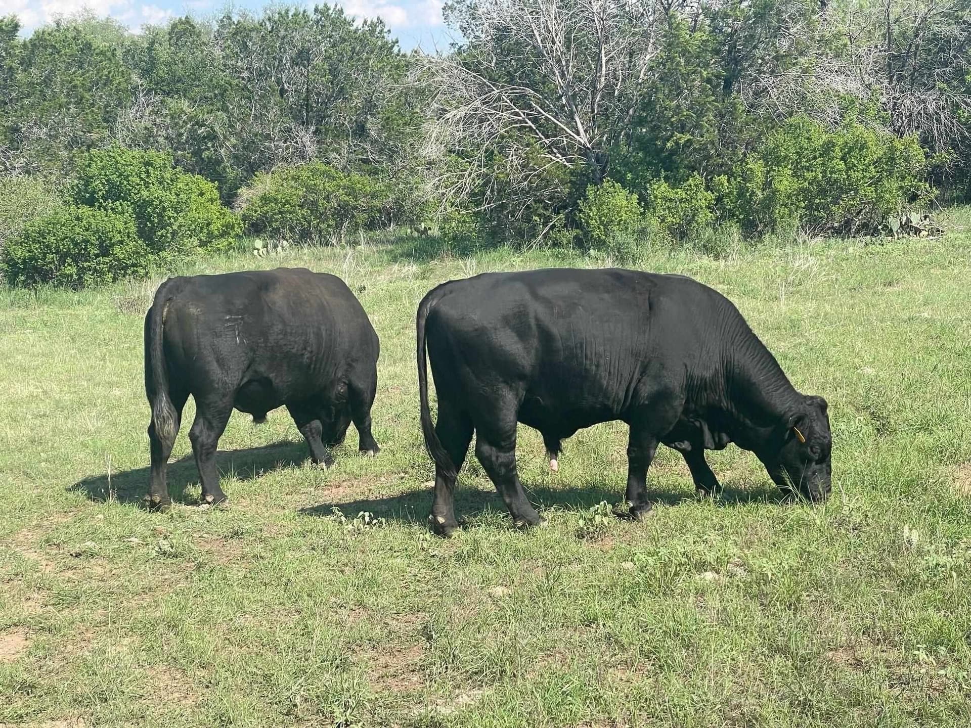 50 acres in Burnet County - photo 30