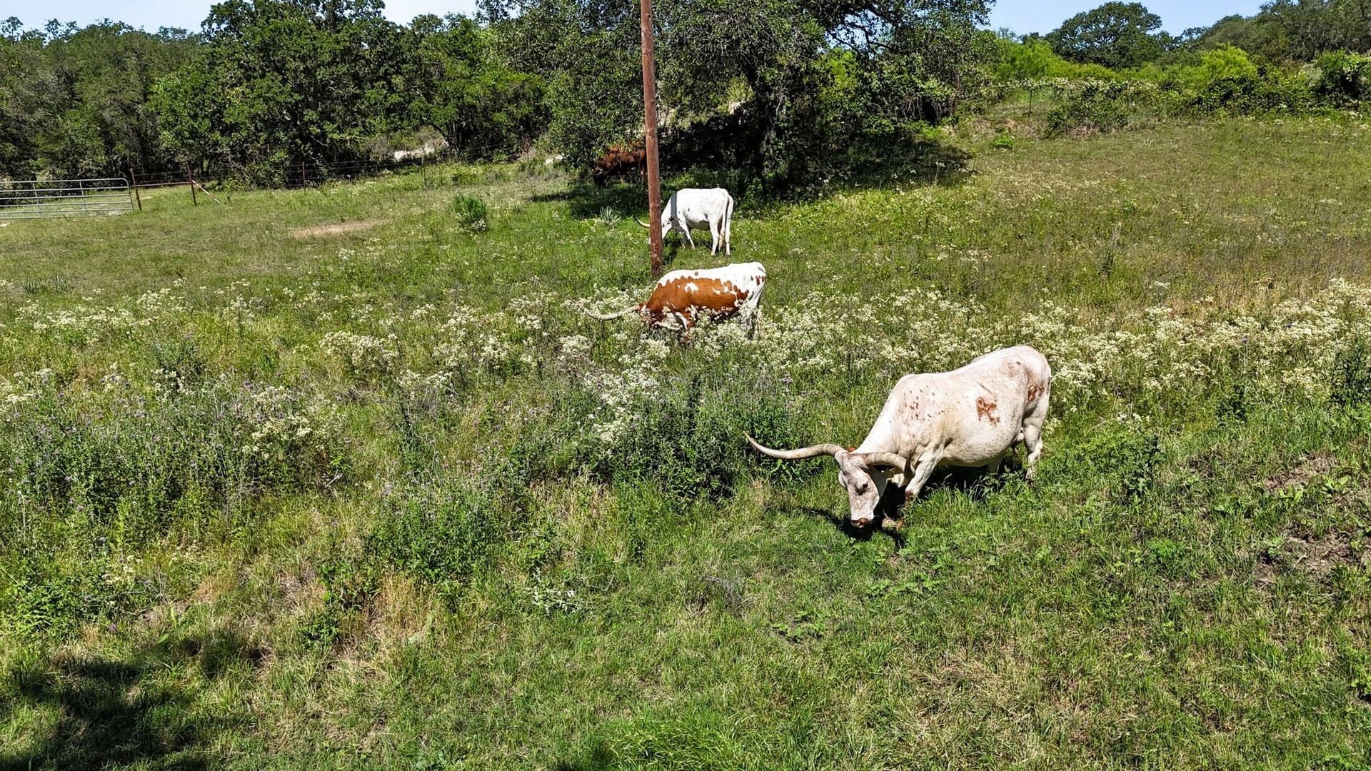15 acres in Wise County - photo 34