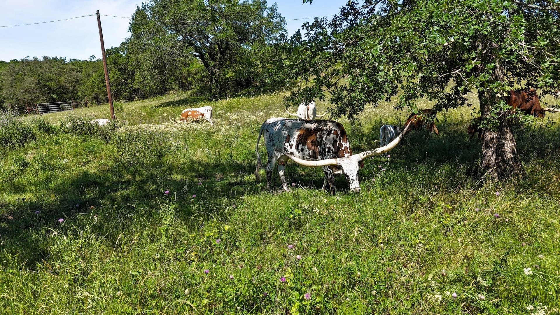 15 acres in Wise County - photo 31