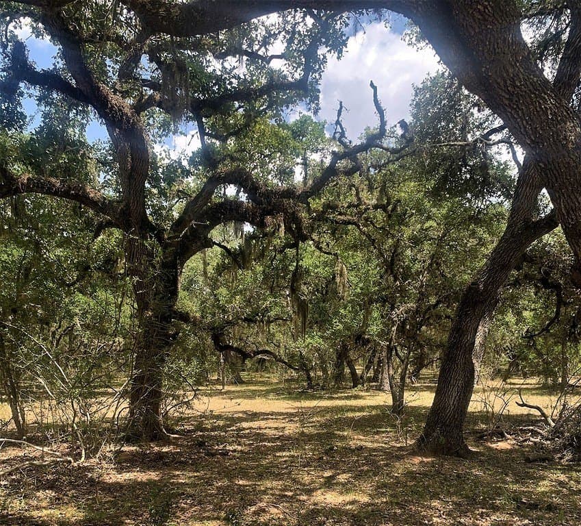 11 acres in Lavaca County - photo 16