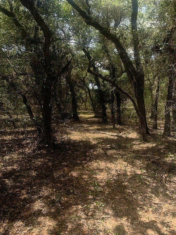 11 acres in Lavaca County - photo 15