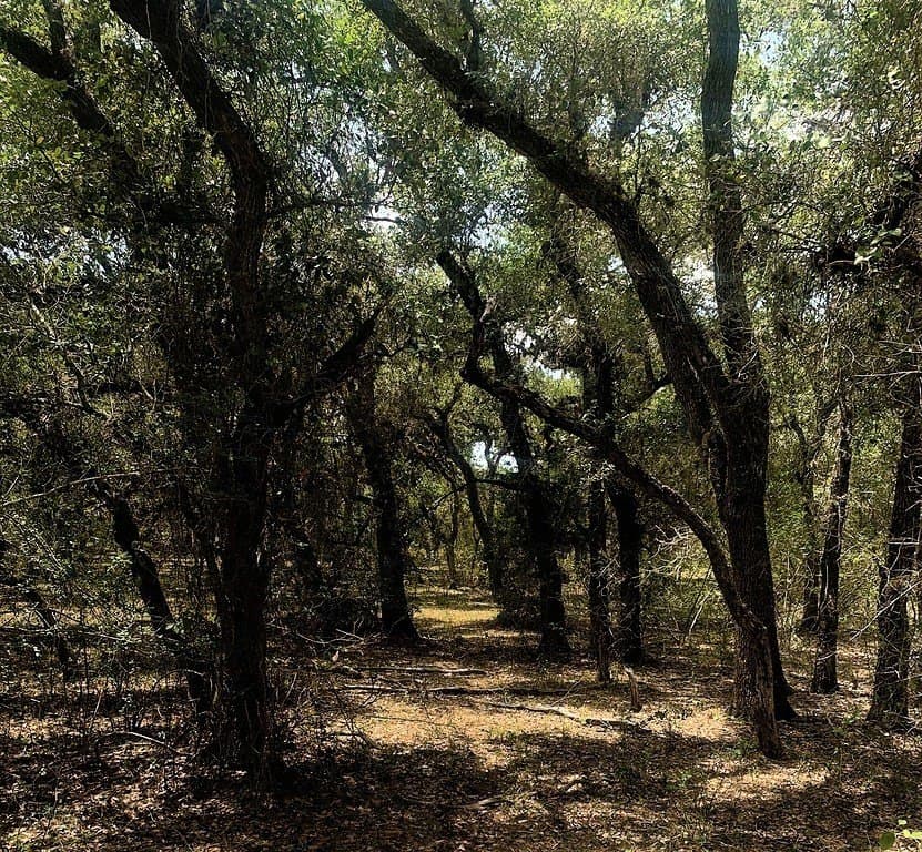 11 acres in Lavaca County - photo 18