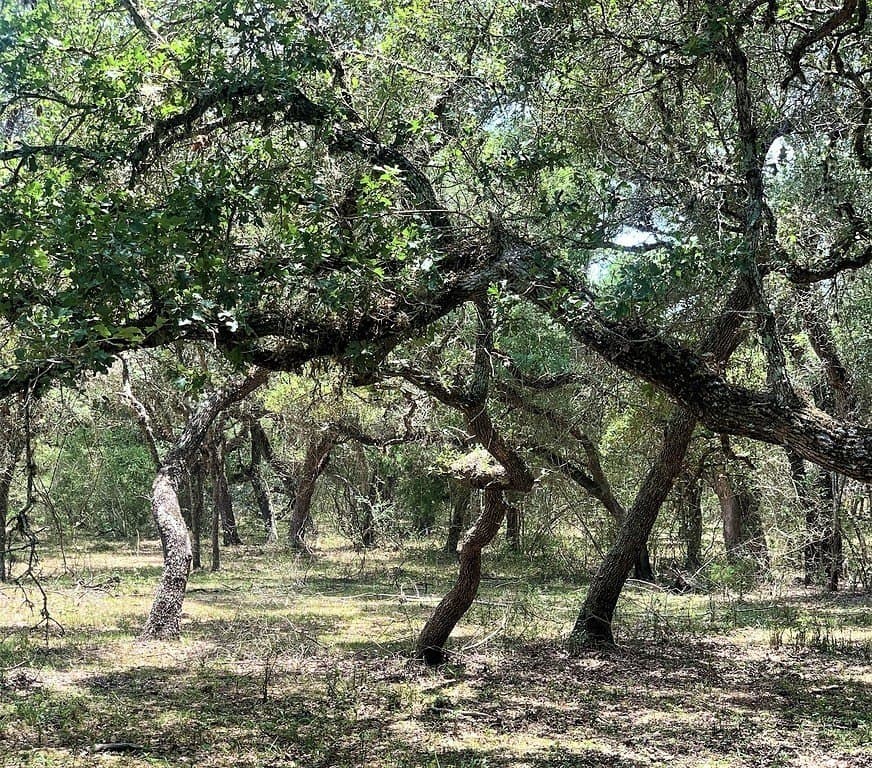 11 acres in Lavaca County - photo 20