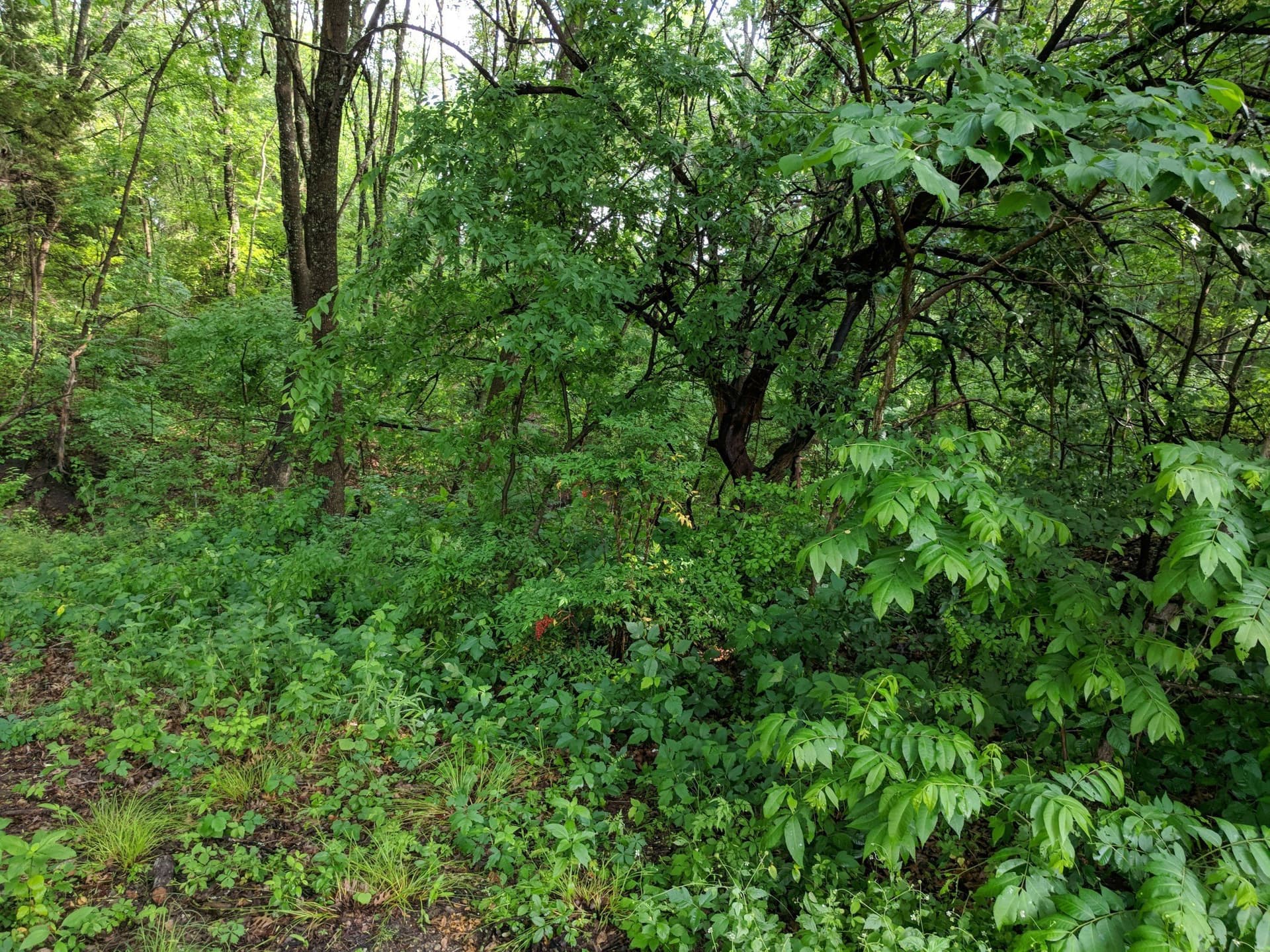 1.55 acres in Dallas County - photo 11